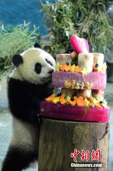 “圓仔”愛抱腿撒嬌 保育員“金蟬脫殼” “圓仔”愛抱腿撒嬌 保育員“金蟬脫殼”