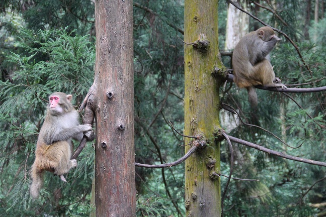 臺航直飛張家界賞美景 秋冬旅游產品受歡迎 臺航直飛張家界賞美景 秋冬旅游產品受歡迎