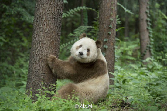 _(ti)ýꑰl(f)F(xin)Ҋ(jin)ذɫ؈W(wng)ЦQɫˡ