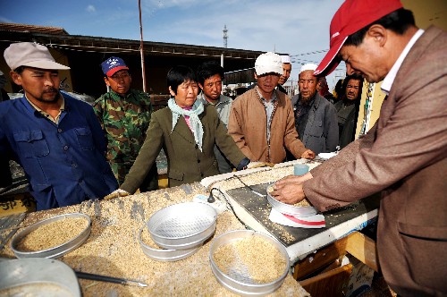 農民在寧夏石嘴山市平羅縣通伏鄉米業協會銷售稻谷(10月15日攝)。近日,寧夏水稻喜獲豐收,一些地區成立的米業合作社,讓農民賣糧難、兌付難的問題基本得到解決。寧夏石嘴山市平羅縣各米業協會旗下的大米加工企業與米業合作社互通信息,采取現金收糧的方式,提高農民賣糧的積極性。新華社記者 馬俊 攝