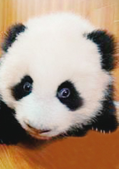 臺(tái)灣政客“失言集”:什么時(shí)候說(shuō)的是真心話? 臺(tái)灣政客“失言集”:什么時(shí)候說(shuō)的是真心話?