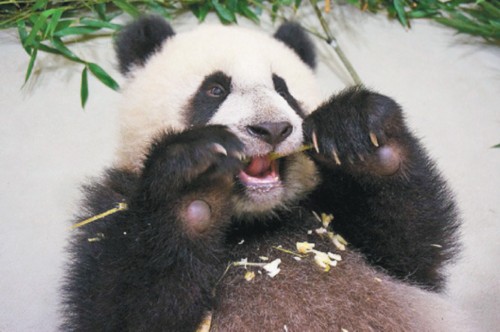 臺(tái)北大熊貓寶寶“圓仔”9月大勤練“啃功”(圖)