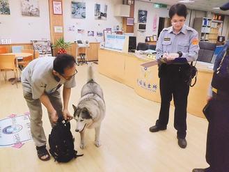 疑熱狗、茶葉蛋太香哈士奇賴商店不走(圖)