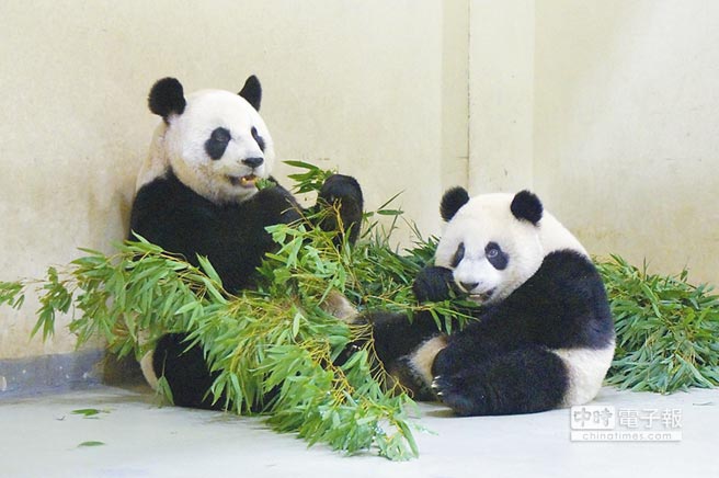 圓仔啃竹葉自創“打臉式”吃法 邊吃邊打臉(圖) 圓仔啃竹葉自創“打臉式”吃法 邊吃邊打臉(圖)