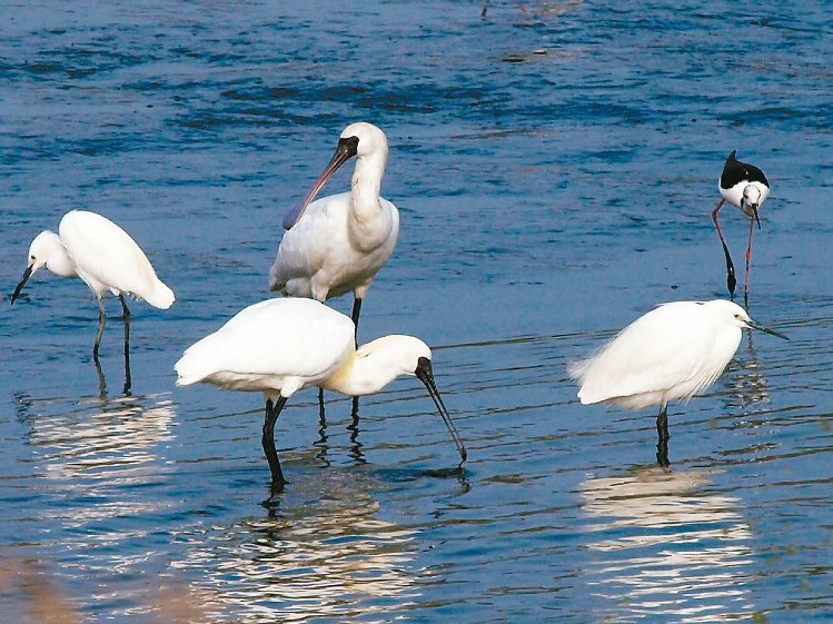 臺灣禽流感疫區擴及14縣市 臺東淪陷 臺灣禽流感疫區擴及14縣市 臺東淪陷