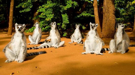 云南出土3400萬年前化石 揭靈長類進化關鍵階段 云南出土3400萬年前化石 揭靈長類進化關鍵階段