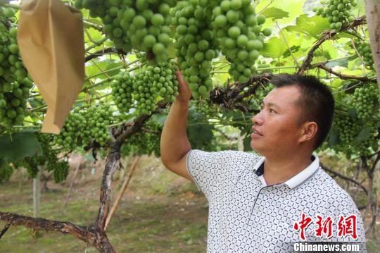 貴州:金融“長板”補三農“短板”激活扶貧春水