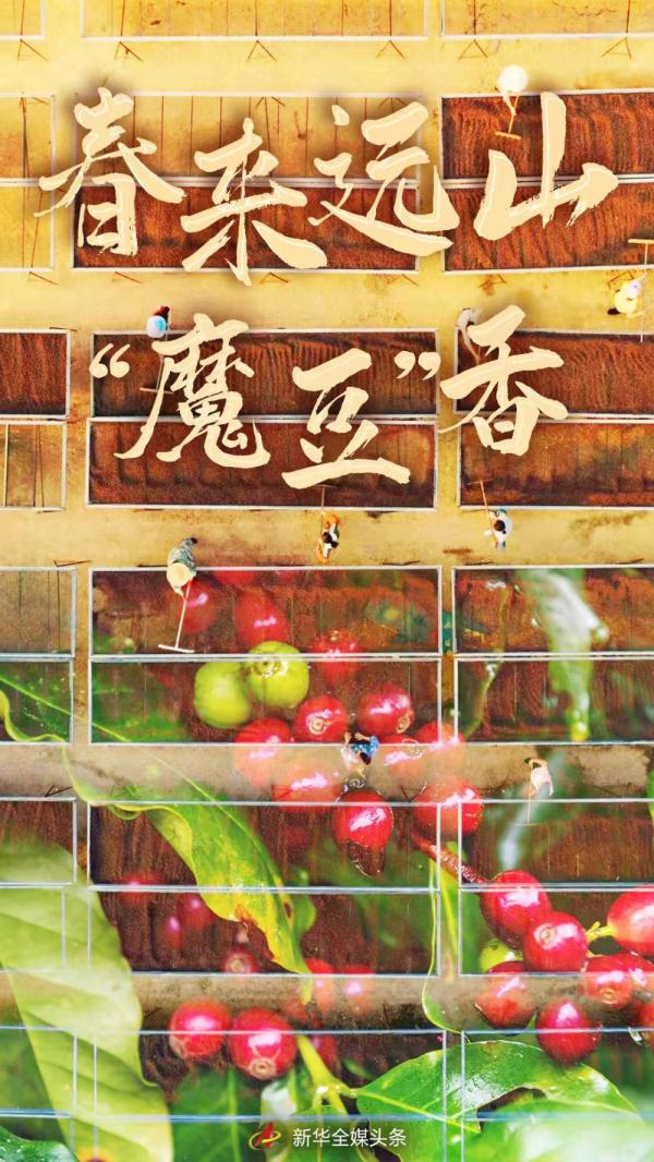 這杯咖啡里,洋溢著山鄉(xiāng)振興的香氣