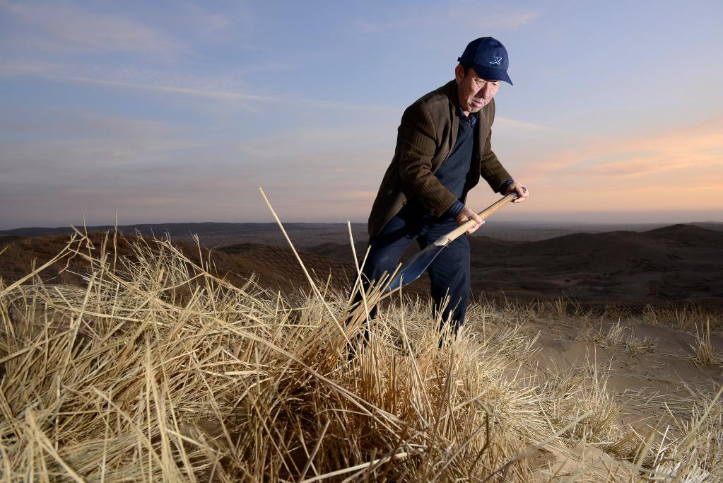 2013年11月19日,王有德在毛烏素沙漠邊緣扎草方格。新華社記者王鵬攝