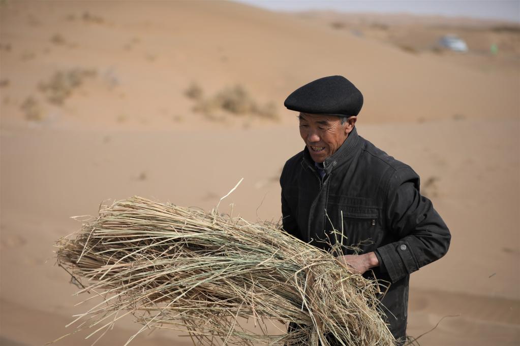 2020年3月5日,在古浪縣北部沙區旱麻崗治沙點,郭萬剛在扎草方格壓沙。新華社發(馬希平攝)