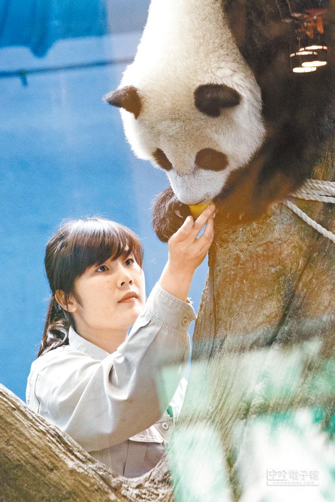 熊貓寶寶圓仔今滿周歲 門牙已長好 熊貓寶寶圓仔今滿周歲 門牙已長好