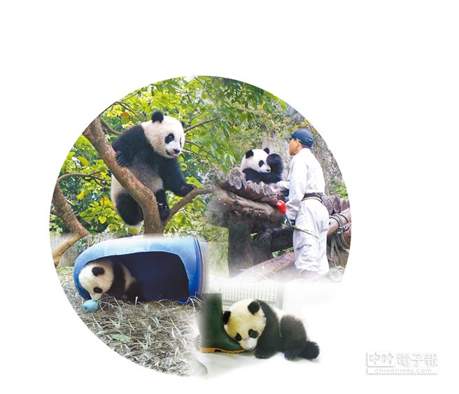 熊貓寶寶圓仔今滿周歲 門牙已長好 熊貓寶寶圓仔今滿周歲 門牙已長好