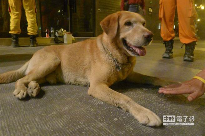 高雄氣爆搜救犬累趴 讓人感動又不舍 高雄氣爆搜救犬累趴 讓人感動又不舍