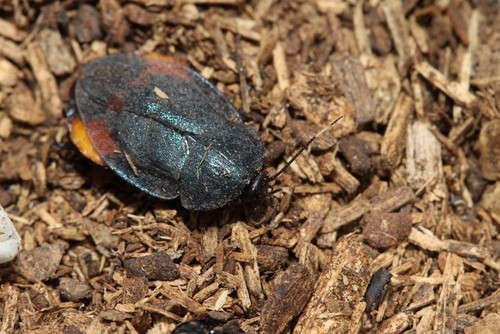 臺灣最美原生蟑螂之一 臺灣最美原生蟑螂之一