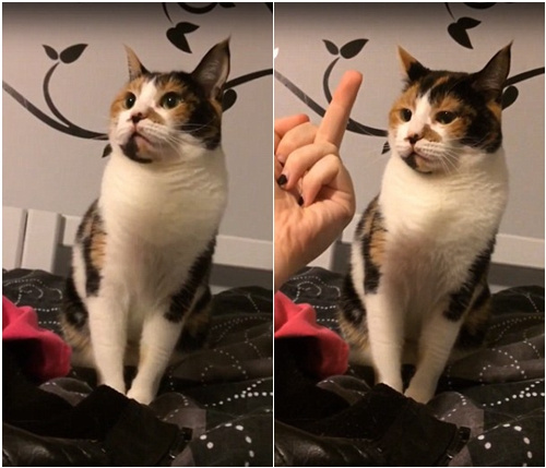 ]Yò؈䱻QָŭҧˡؓD